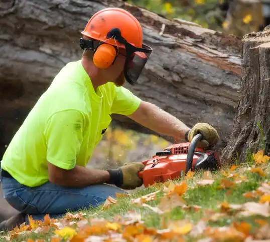 tree services Port Reading